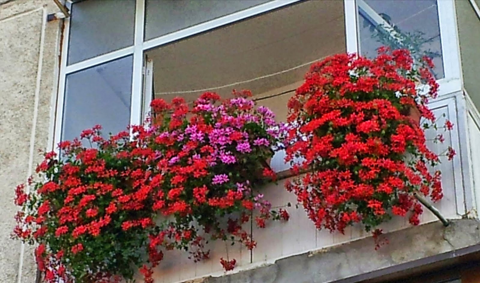 GRAFOR FLORI SI PEISAGISTICA MUSCATELE CURGATOARE