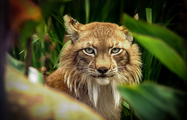 Lynx - HD Wallpapers | Earth Blog