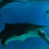 Θηλυκός καρχαρίας κατασπάραξε αρσενικό - ΒΙΝΤΕΟ