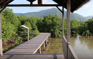 hutan-mangrove-karimunjawa paket-wisata-karimunjawa