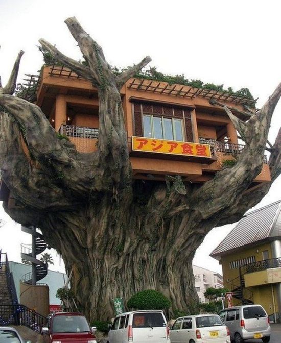 Restaurante casa del árbol