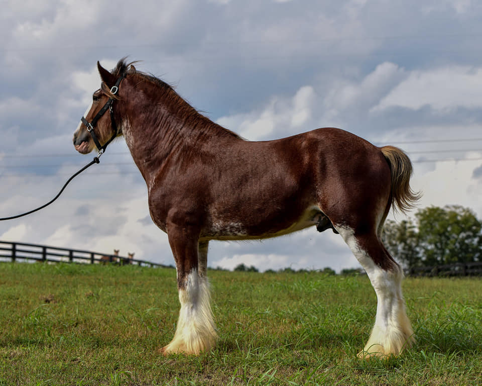 Classic City Clydesdales CLASSIC CITY BREEDING STALLIONS