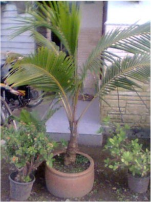 jual bonsai kelapa gading usia 12 tahun