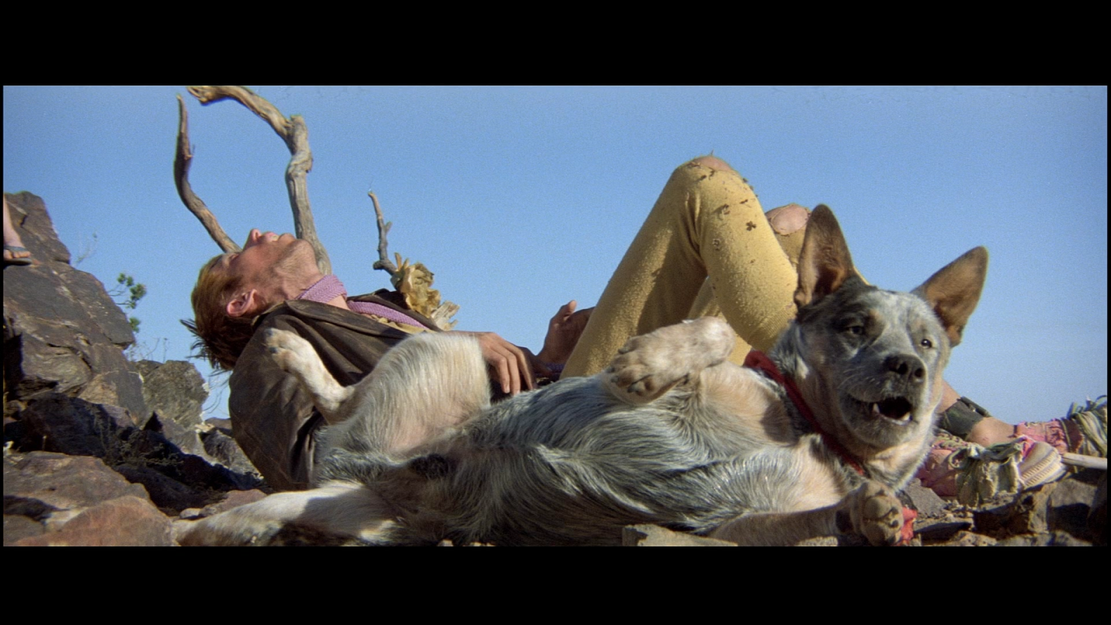 Mad max собака. австралийский хилер безумный макс. Mad max собака. австралийский хилер в фильме безумный макс. собака мэд макса.