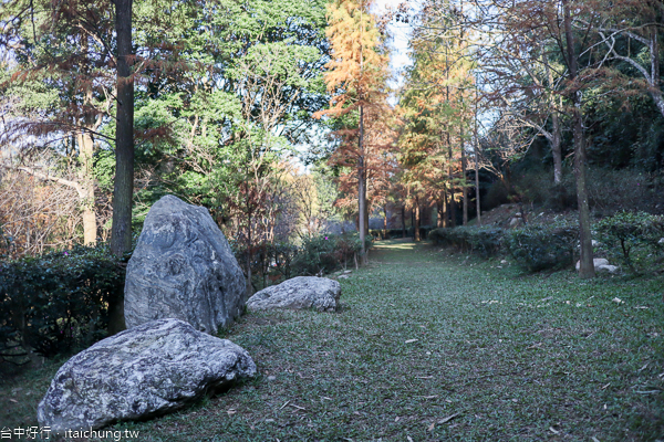 后里如光山寺落羽松池杉林|泰安派出所附近的另一處落羽松秘境 后里如光山寺落羽松池杉林|泰安派出所附近的另一處落羽松秘境