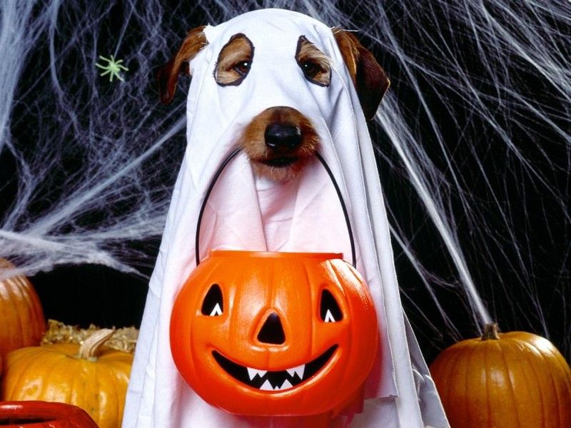 Halloween Dog Costumes, Treats & Toys Australian Dog Lover