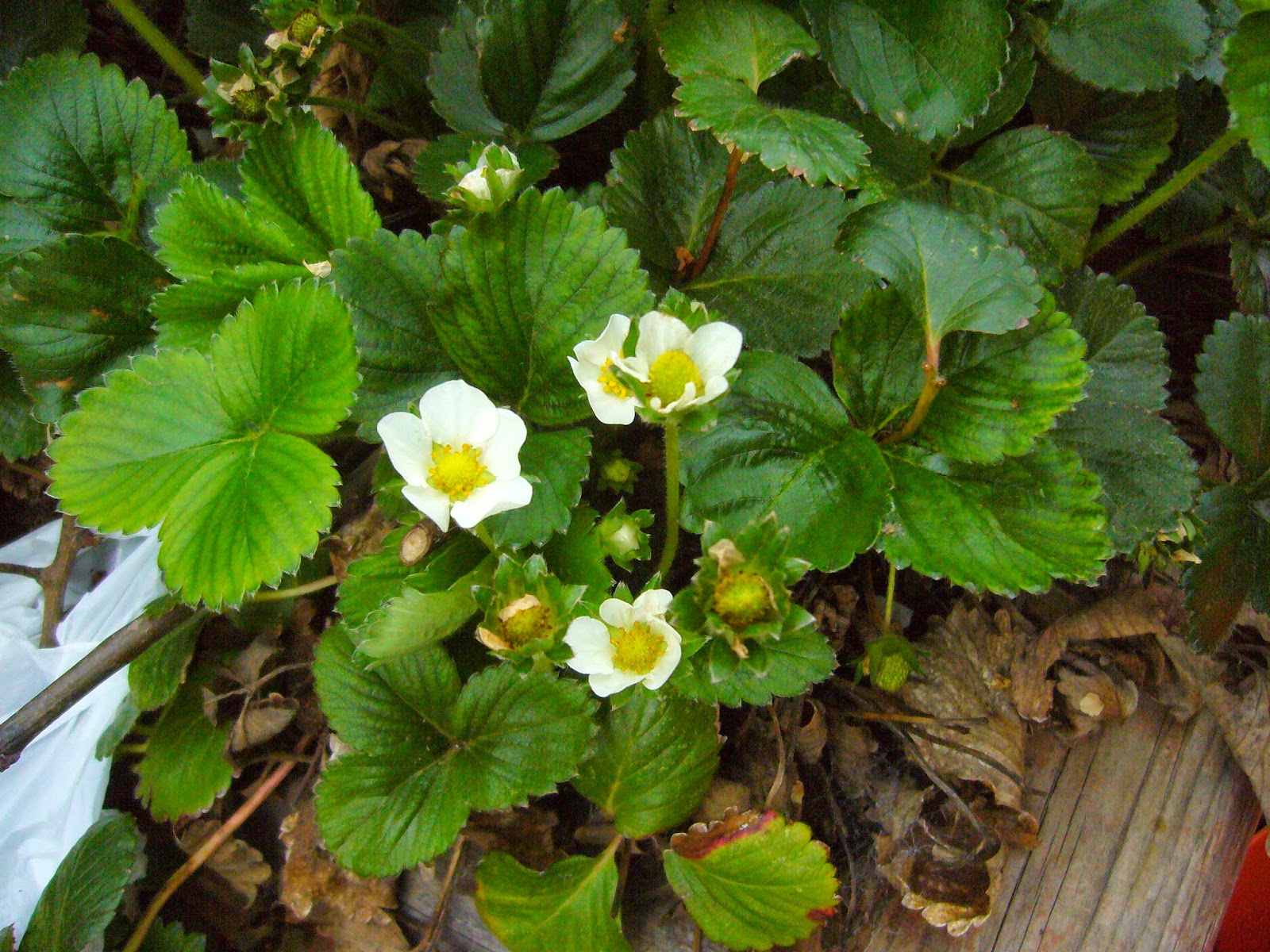 Sacramento Vegetable Gardening Strawberries for the Soul