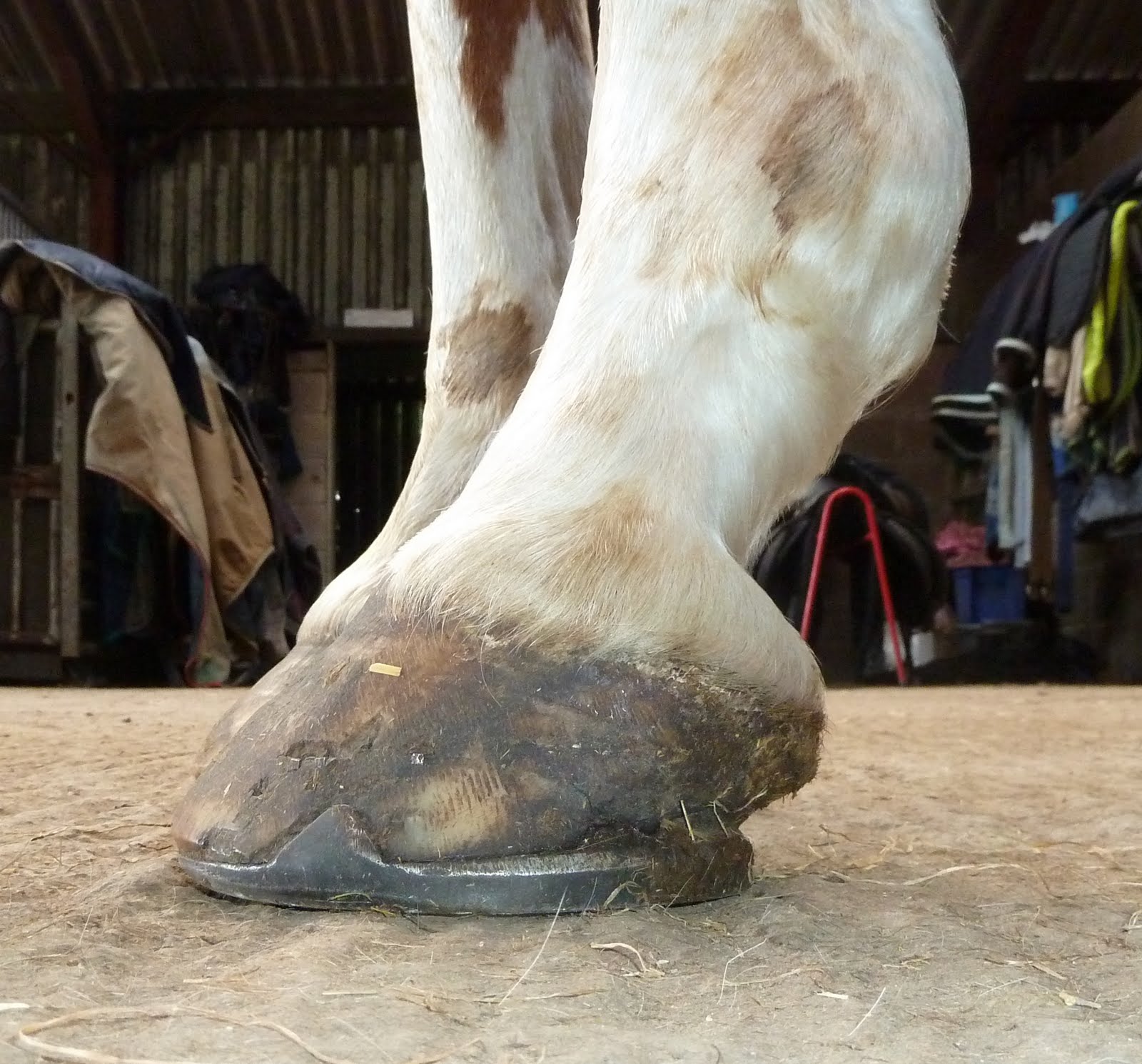 Rockley Farm Zan update on a very flatfooted horse