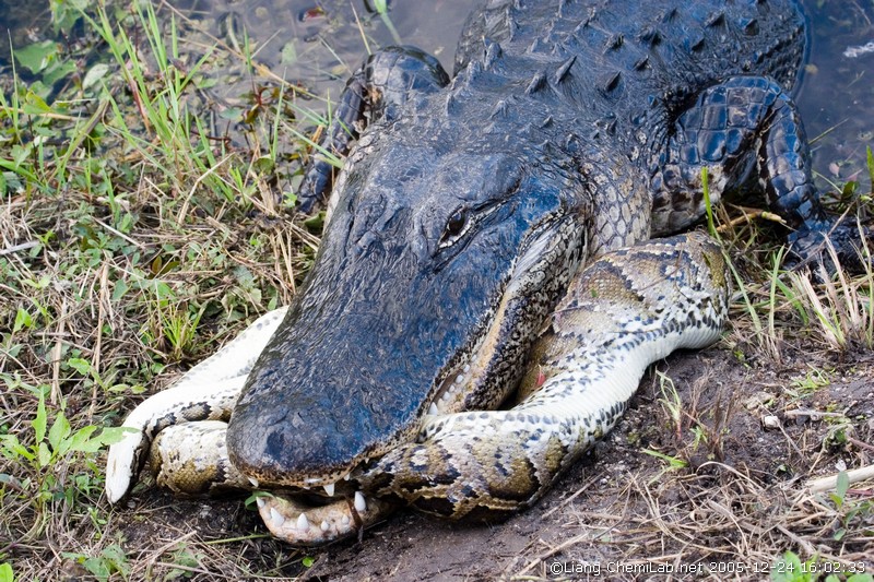 Крокодилы едят змей. Миссисипский Аллигатор. Питон против аллигатора. Гребнистый крокодил и Анаконда. Миссисипский Аллигатор охотится.