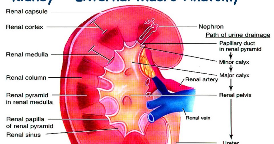 MEDICINE: RENAL AGENESIS