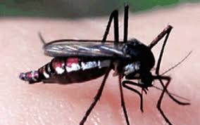 Febre amarela