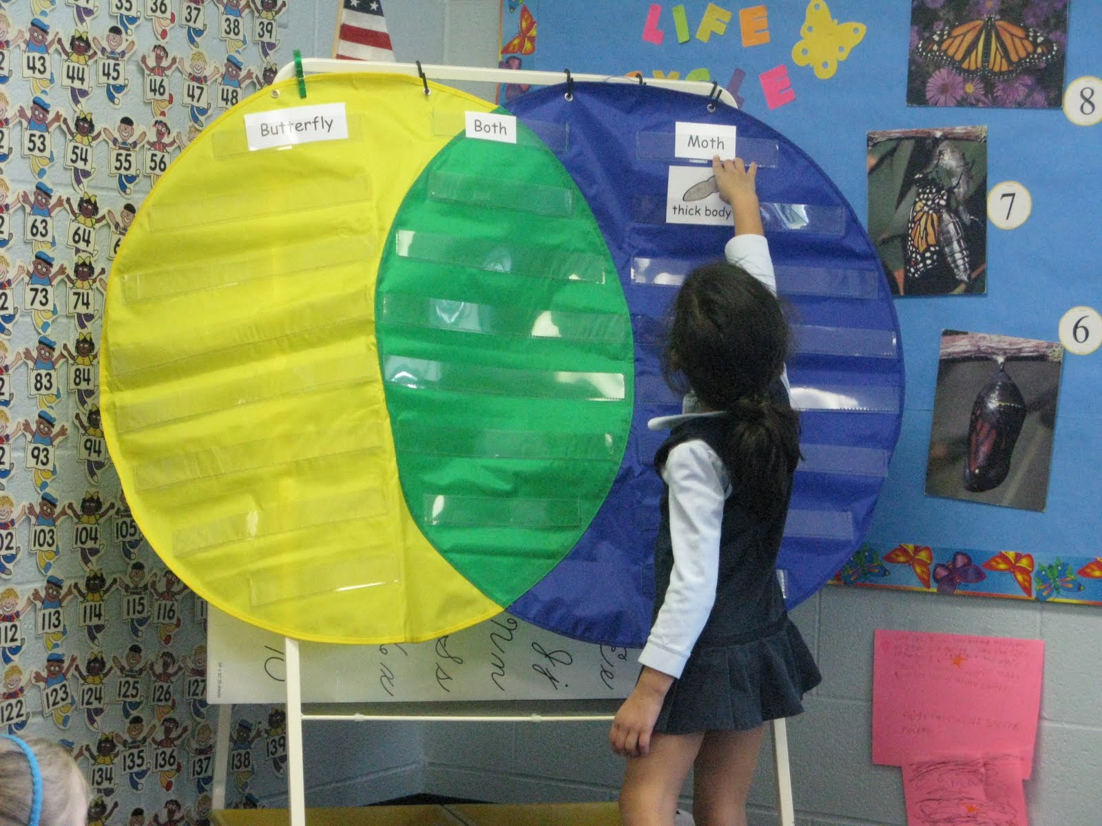 Venn Diagram Of Butterfly And Moth