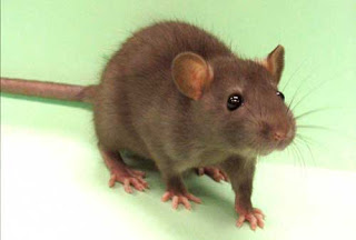 Todo sobre los ratones, toda la información Todo sobre los ratones, toda la información