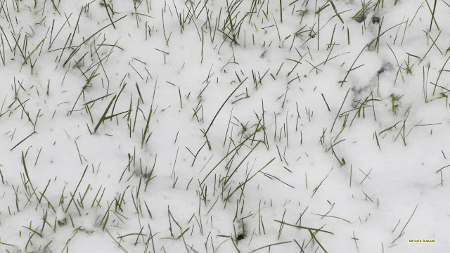 HD wallpaper met gras en sneeuw