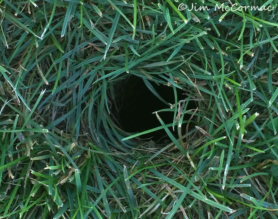 Ohio Birds and Biodiversity Thirteenlined Ground Squirrels!