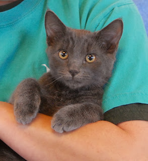 kittens for adopt