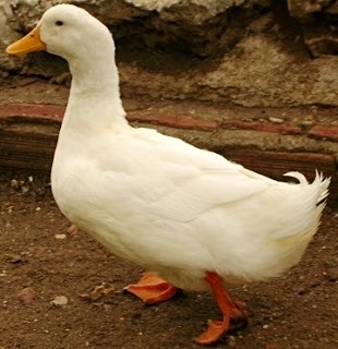 Pato Foto de pato caminando - Animal doméstico