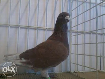 antwerp show pigeon