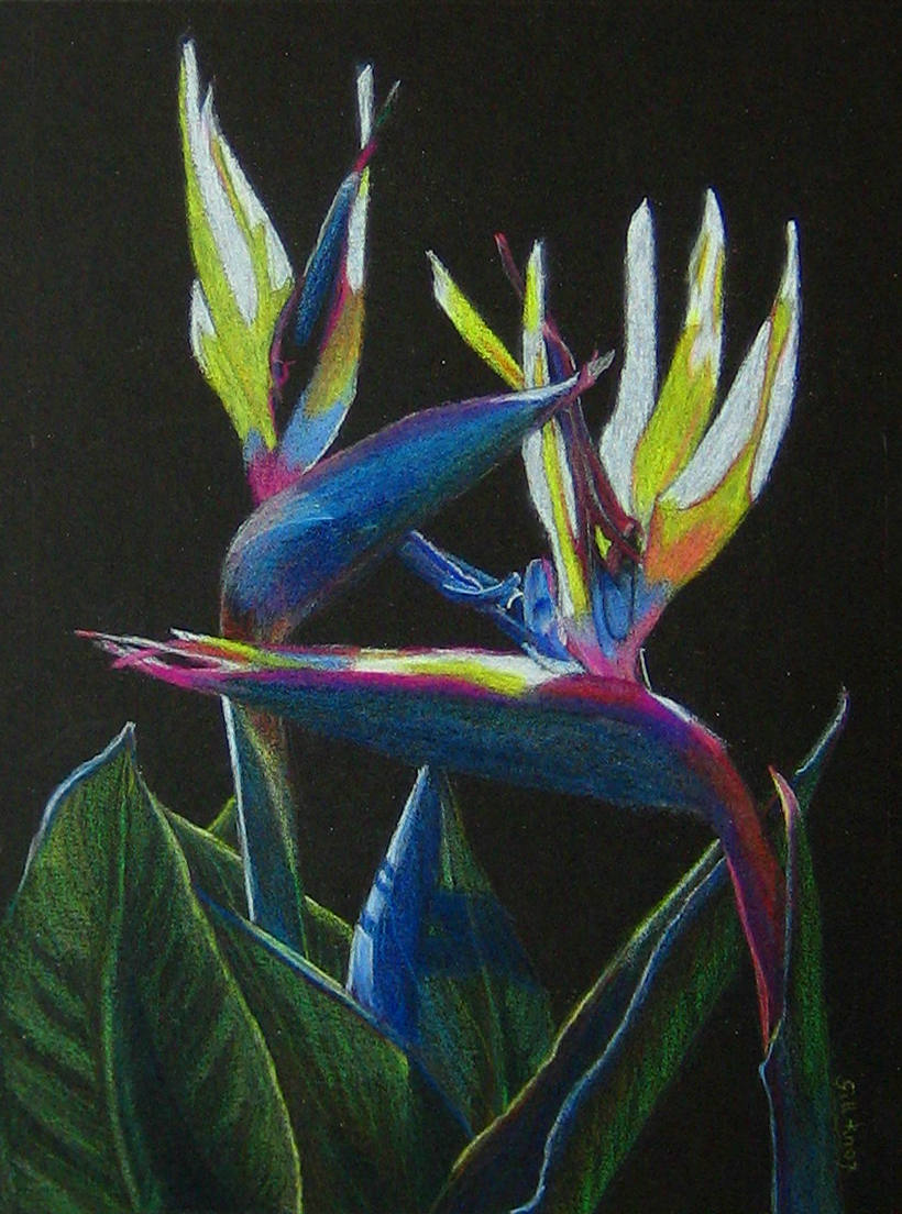 Wild Art NZ Coloured Pencil Fine Artwork