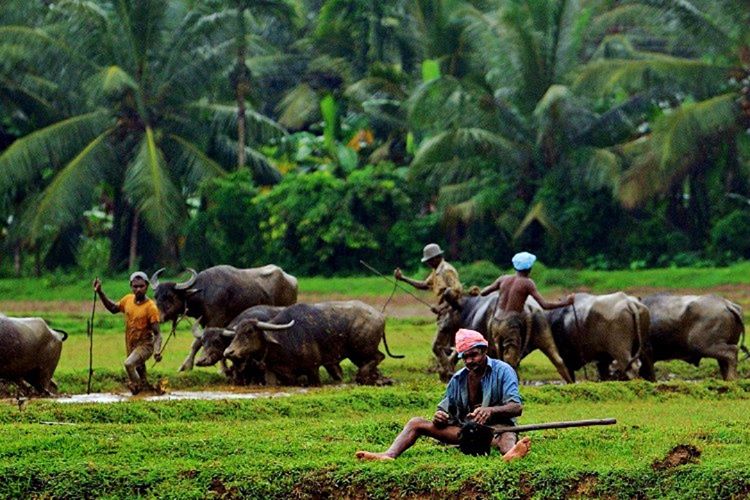Sri Lanka halkı cana yakındır, fakat saat gece yarısı olunca Tamil tehlikeli olur.