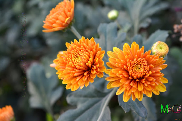 Metro Greens: Orange Chrysanthemum Blooms