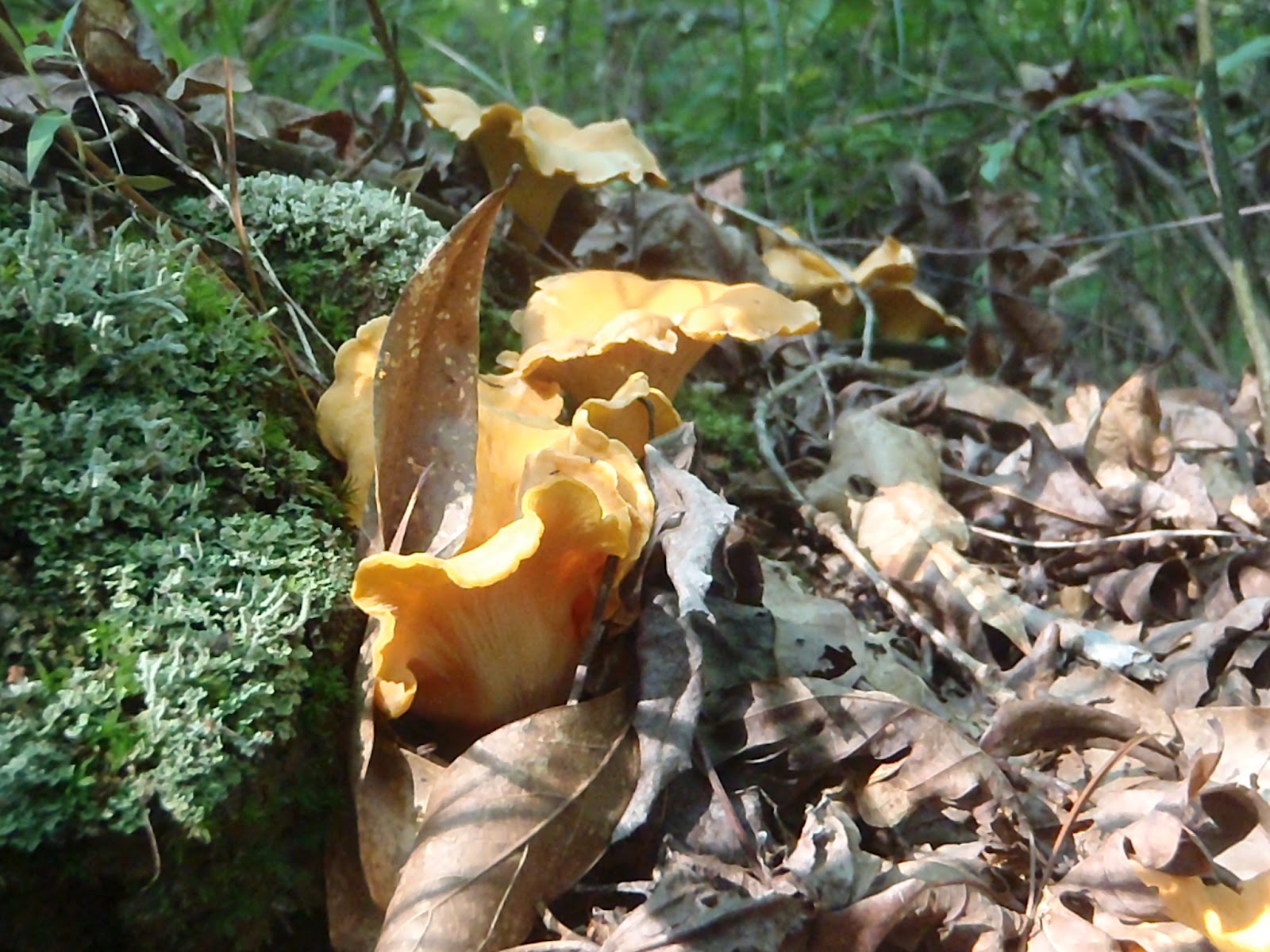 Beer, Banjos, Boats, and Biology Alabama Chanterelles