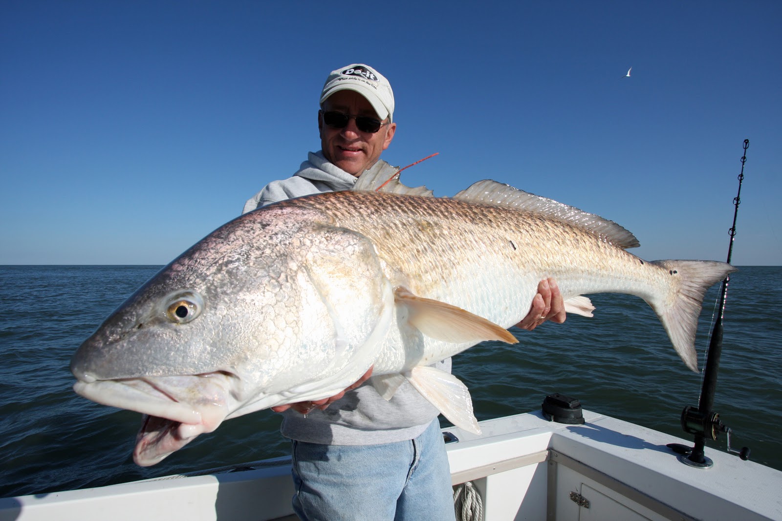 Big Fishes of the World DRUM RED REDFISH (Sciaenops