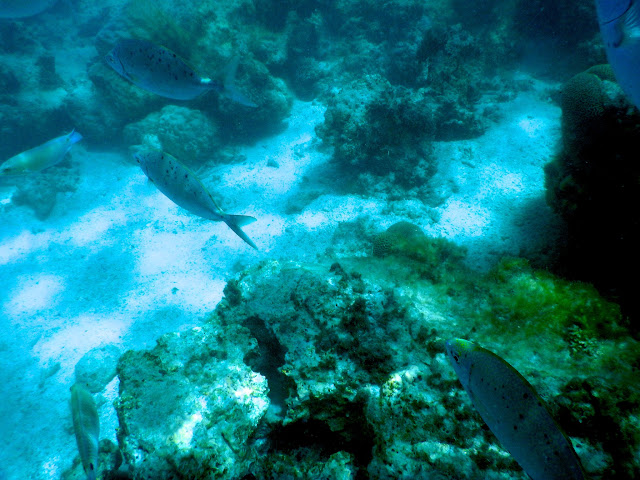 Irabu-jima Island ( 伊良部島 ) Irabu-jima Island ( 伊良部島 )