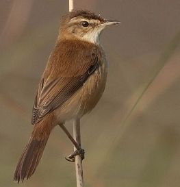 Kicau burung paddyfield warbler gacor Kicau burung paddyfield warbler gacor