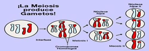 Ciclo Celular Mitosis Y Meiosis