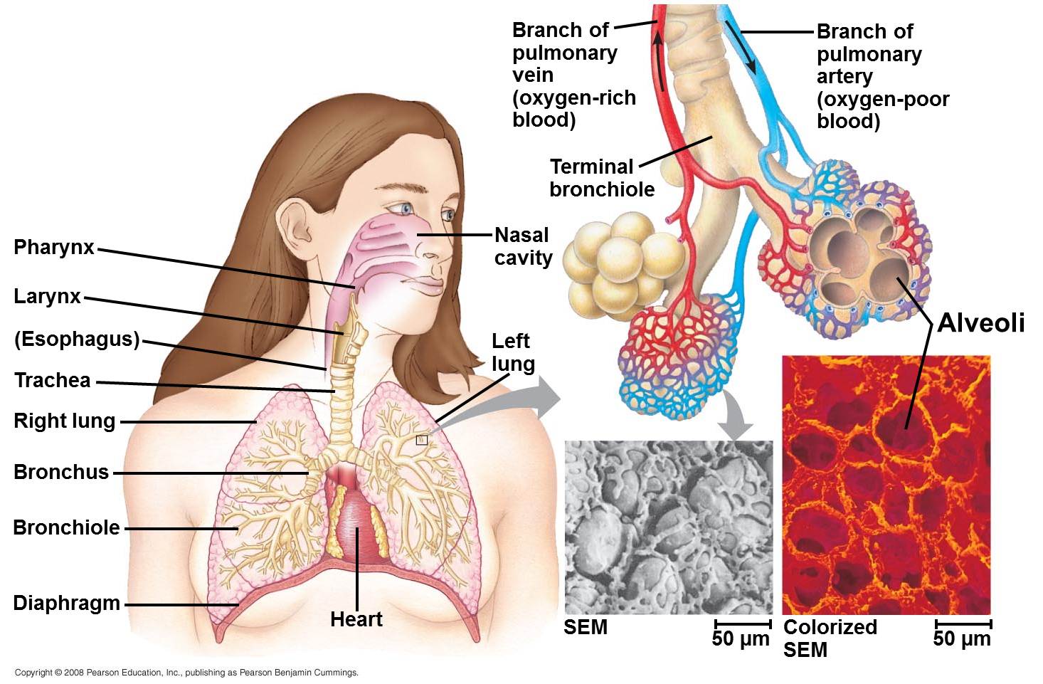 BIO FUN LEARNING SISTEM EKSKRESI PADA MANUSIA Hati, Paru
