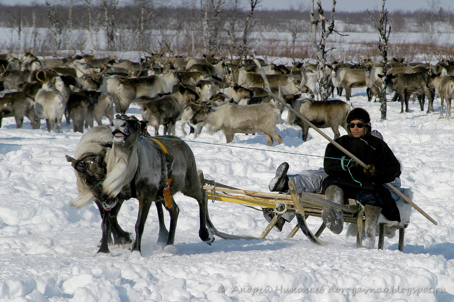 оленеводы кочевые сибири в лесу. (ненцы, ханты, манси, селькупы. северный кочевник. ямало-ненецкий автономный округ дети ненцы. коряки яранги.