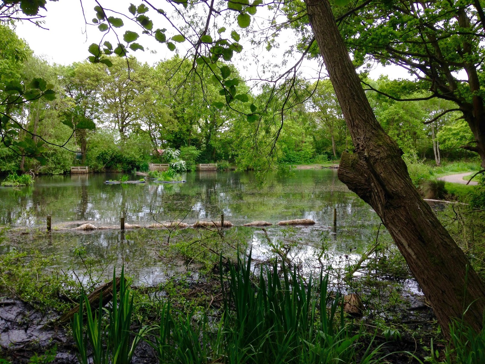 Maghull Meanders Brotherton Park and Dibbinsdale Nature Reserve