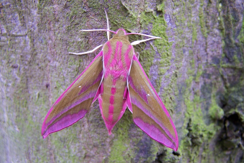 Cherry Wood チェリーウッド Papillons de nuit
