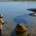 Cobra gigante!!! 🐍 Se não fosse Filmado eu não acreditaria; Veja o vídeo!
