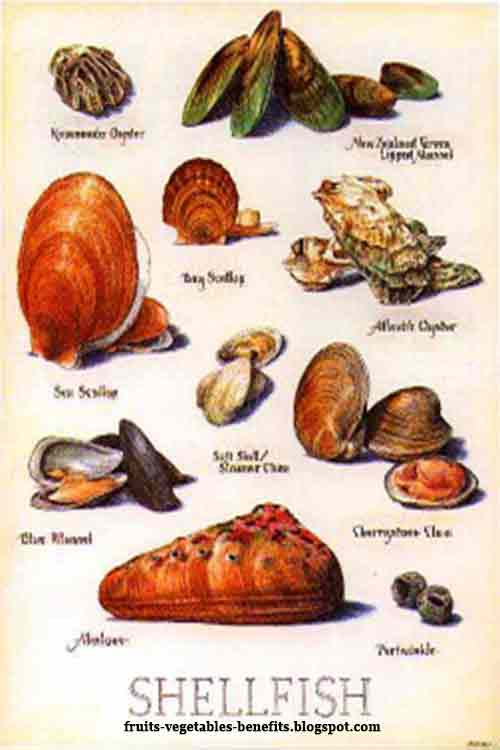 Names Of Shellfish Gallery