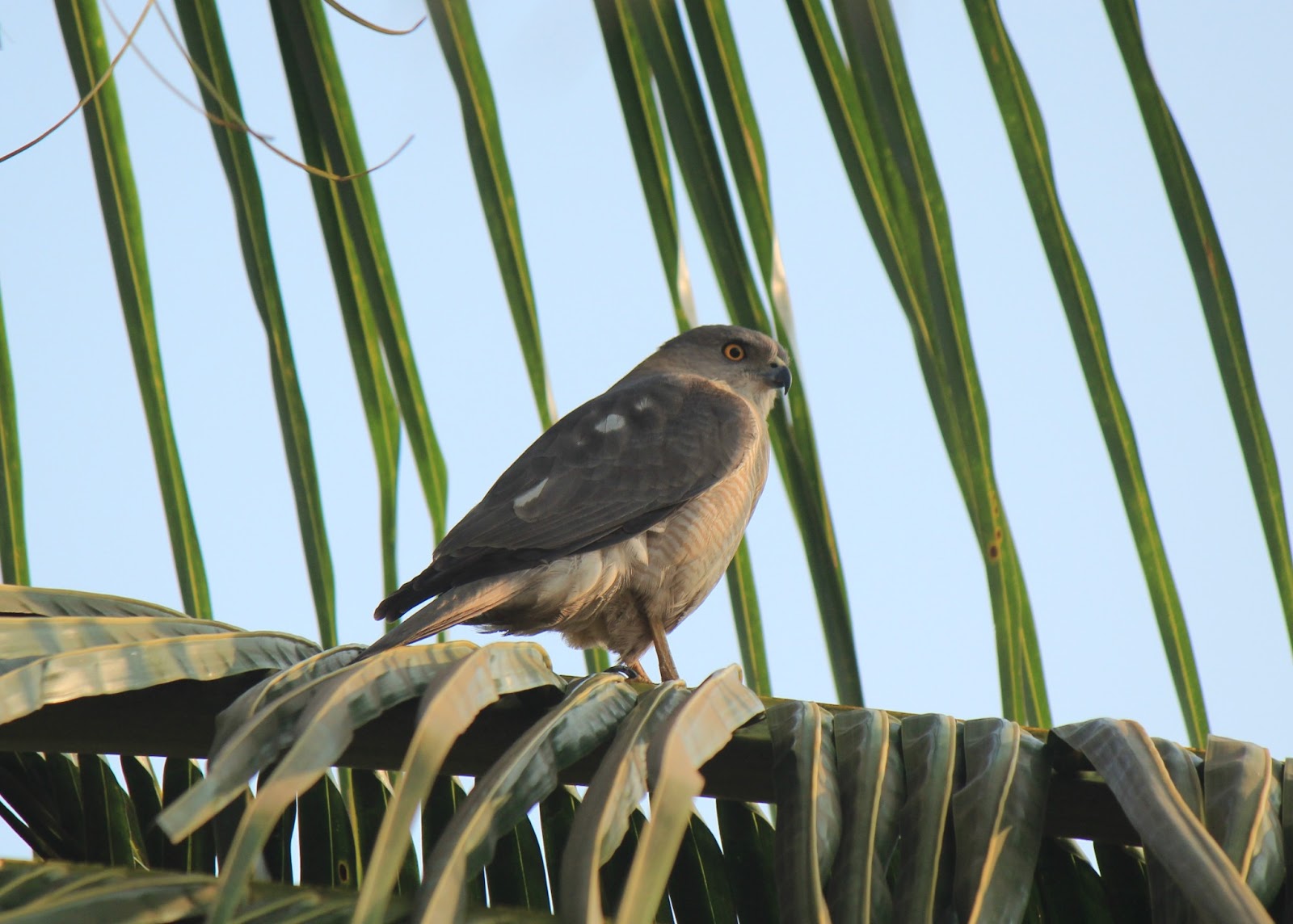 Birding Goa Birds of Prey found in goa