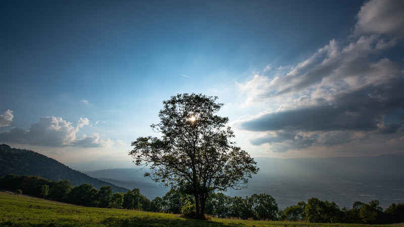 Sun Rays in the Green Landscape