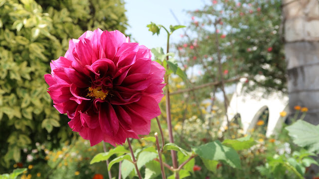 rose-flower-wallpaper-hd rose-flower-wallpaper-hd