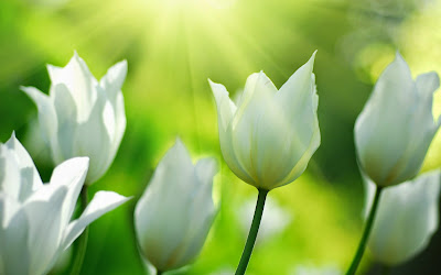 Wallpaper Tulip Putih Wallpaper Tulip Putih