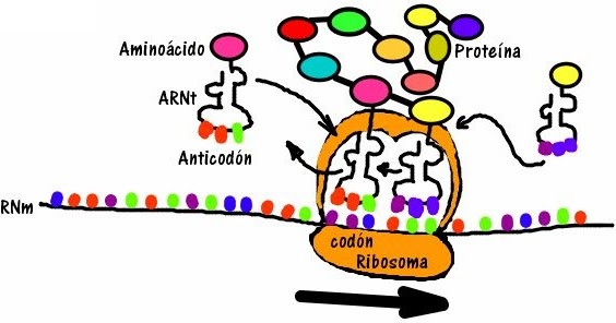 Breve guía de crisis de hipertensión arterial