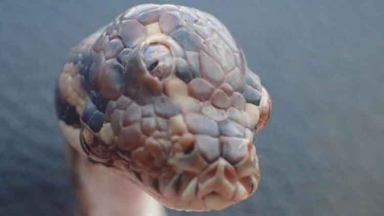 seekor-ular-unik-bermata-tiga seekor-ular-unik-bermata-tiga