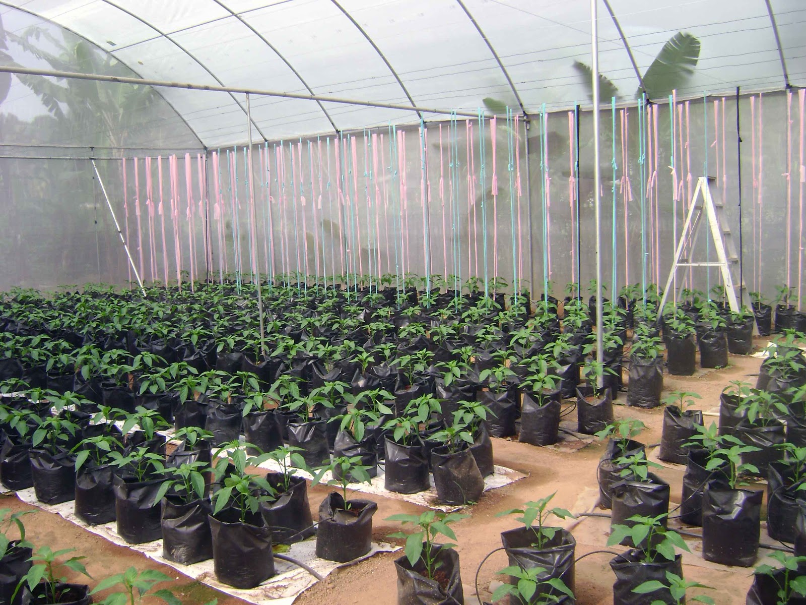 S S Plantation Sri Lanka Polytunnel Green House Photographs