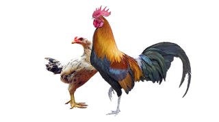 Lowongan Kerja Malaysia, Ternak Ayam Kampung