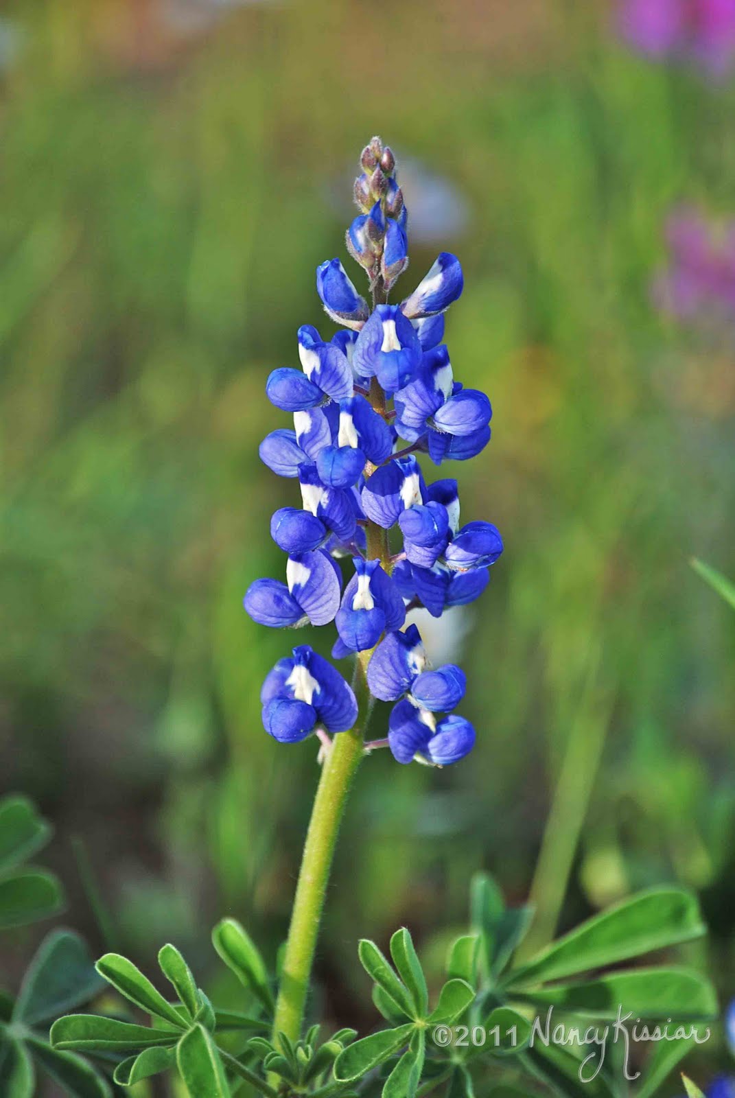 wild-about-texas-bluebonnet-bouquet-of-photos