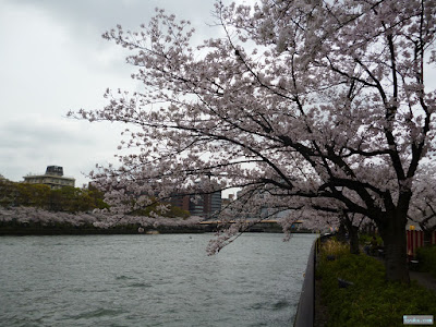 桜 桜