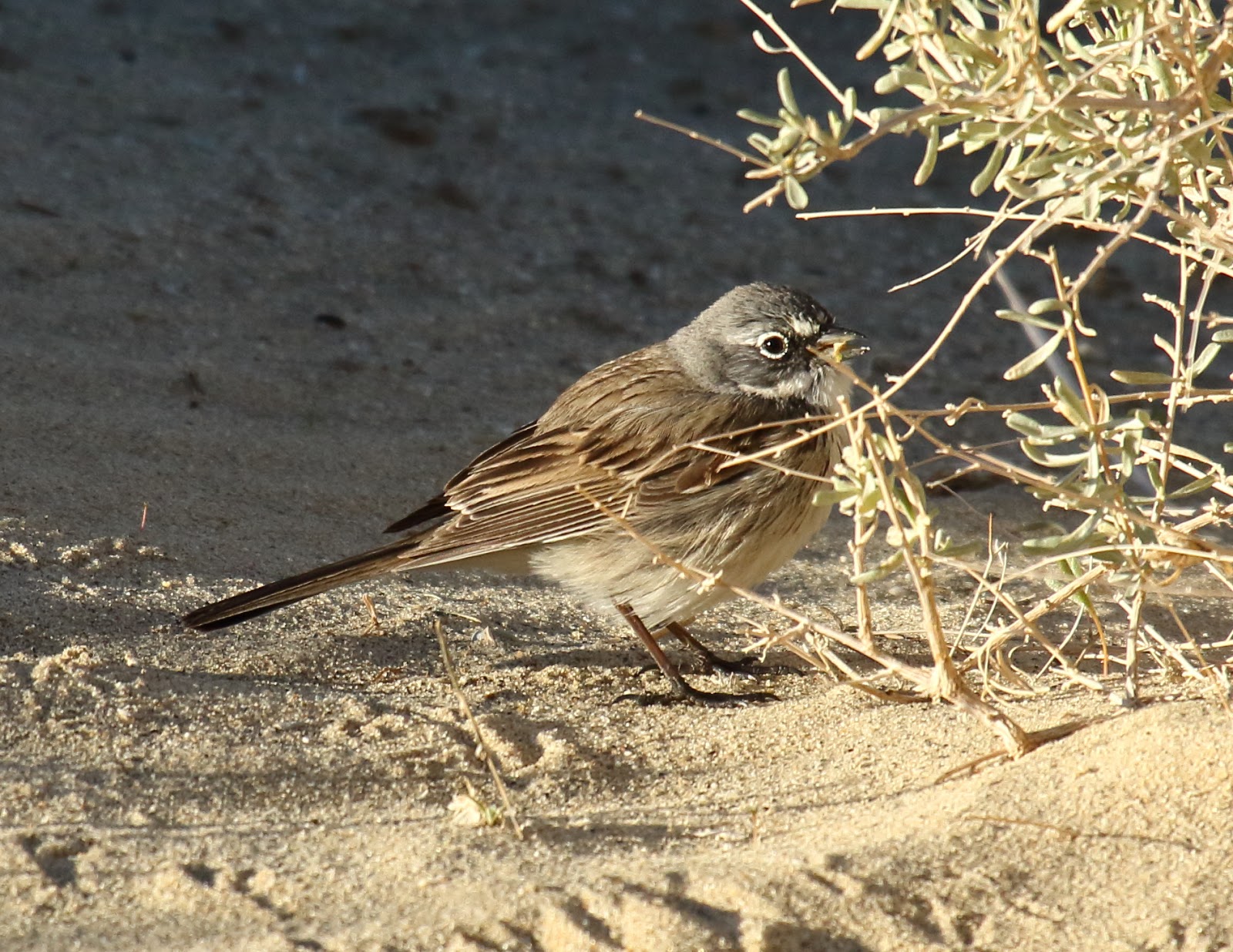 Sage Sparrows in Borrego Springs Greg in San Diego