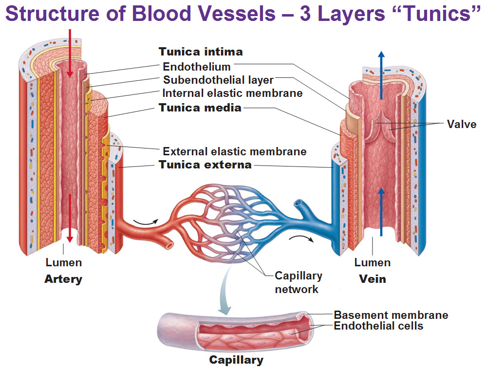 Arteries+and+vein+layers