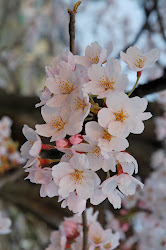cherry sakura blossoms japanese flowers blossom japan asian china
