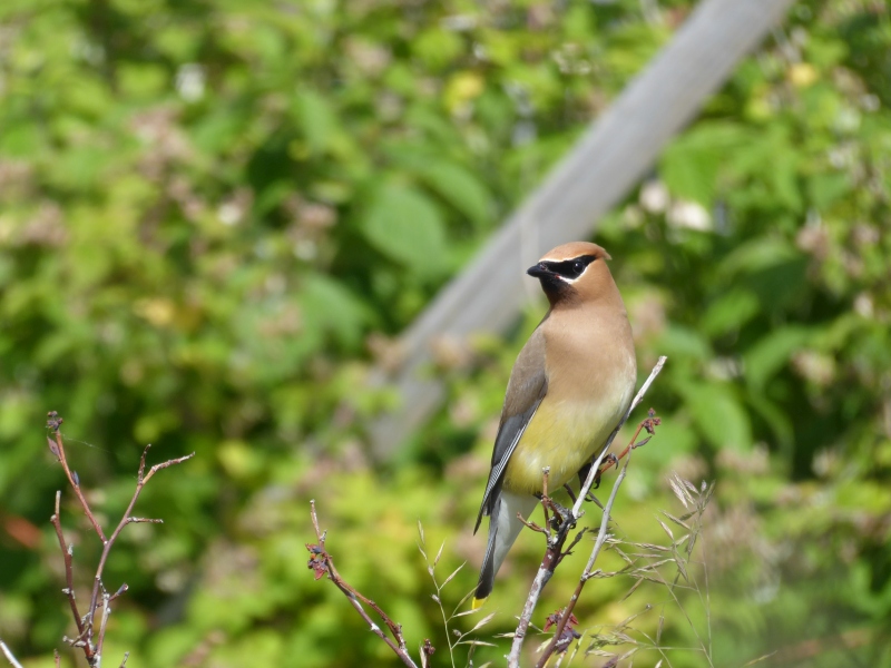 Rural Revolution Random pictures